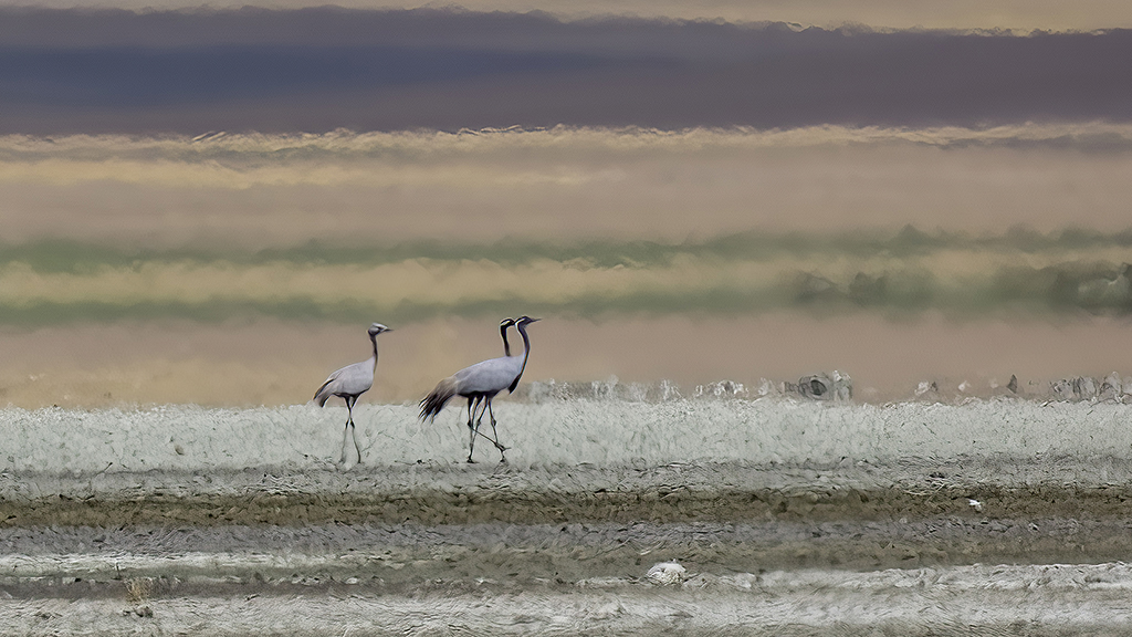Demoiselle Crane